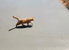 外構工事で防げない猫ちゃんあるある